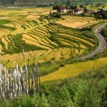 Rice fields, Bhutan