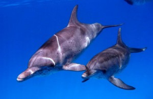 Wild Dolphins, Bimini