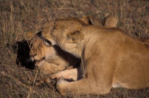 Kenya Lions