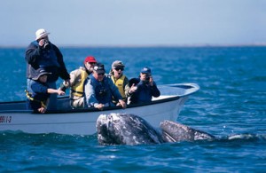 Gray Whale Watching