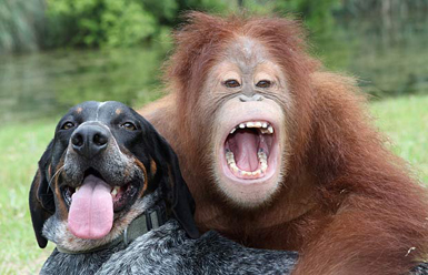 My new spiritual teacher – Surya the Orangutan