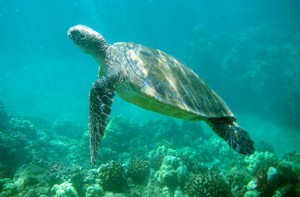 Hawaii turtle