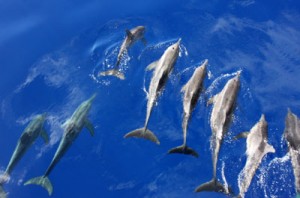 Wild dolphins swimming